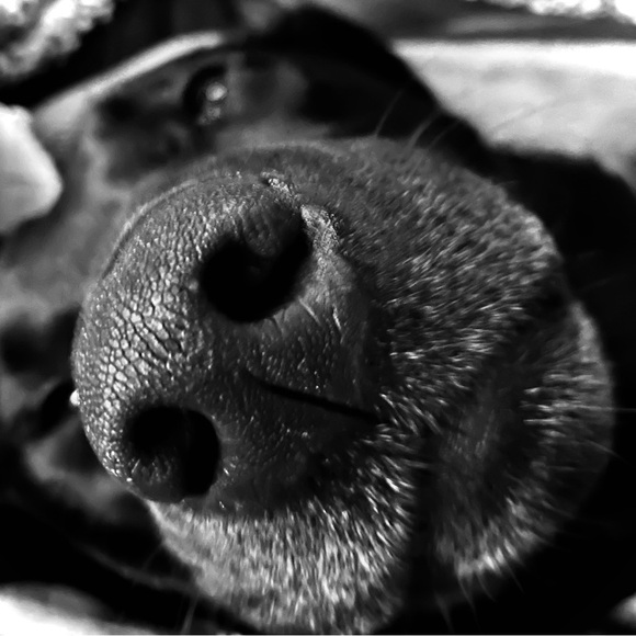 Meet your Posher, Angela - Picture 1 of 1